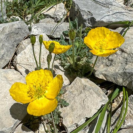 Willa Les Terrasses De Cascavelle Blauvac Zewnętrze zdjęcie
